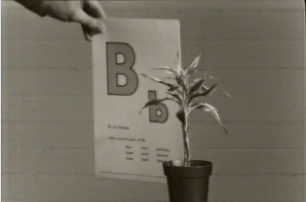 Screen shot from John Baldessarii's movie Teaching a Plant the Alphabet from 1974