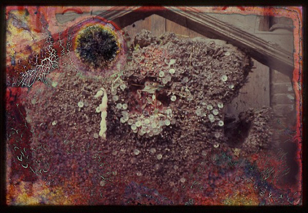 Digitized multicolor 35mm slide that appears to be an abstract image altered by mold